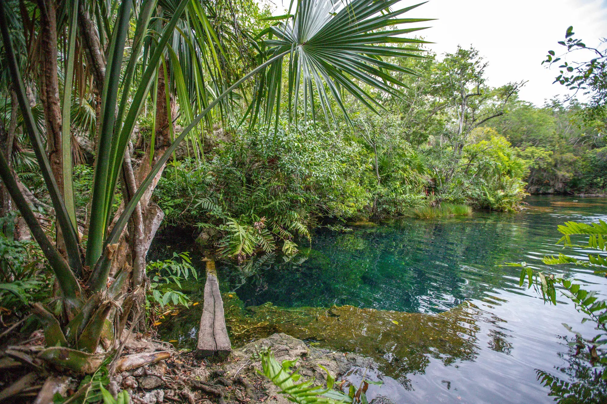 A turquoise cenote ringed by jungle near Playa del Carmen