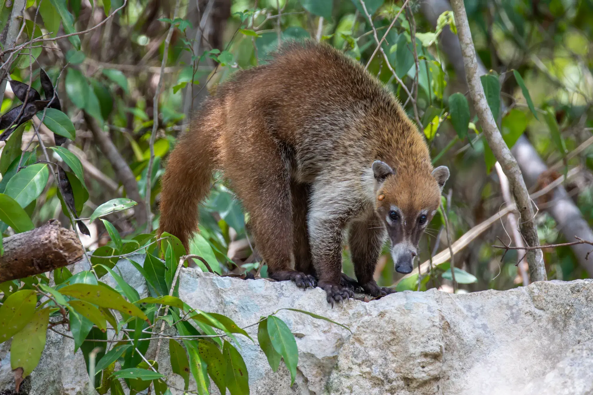 A white-nosed coati foraging on a limestone rock in the jungle