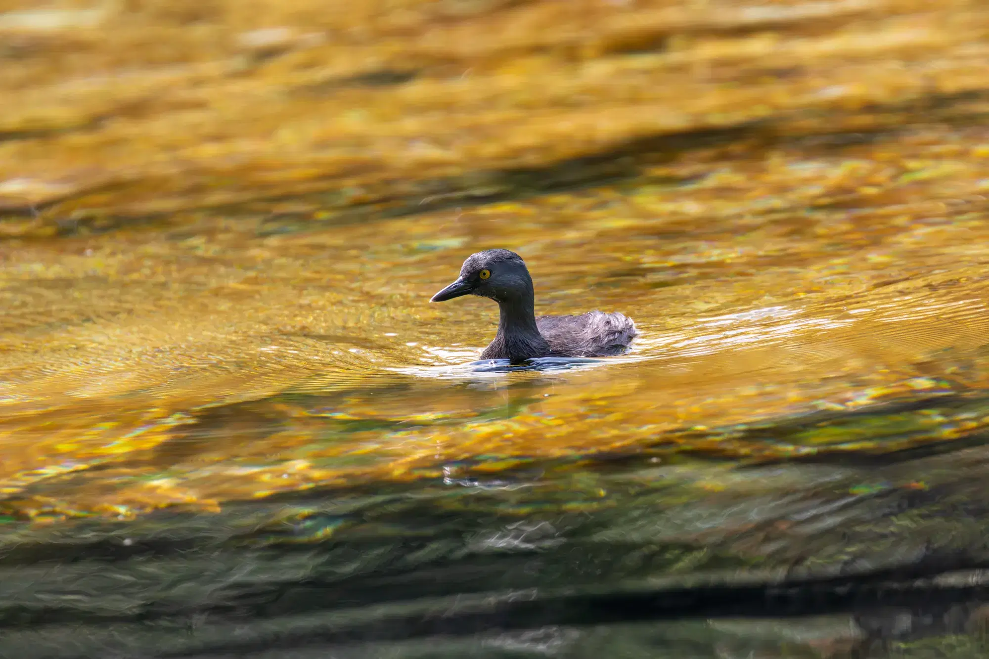 A grebe swimming on gold-lit water