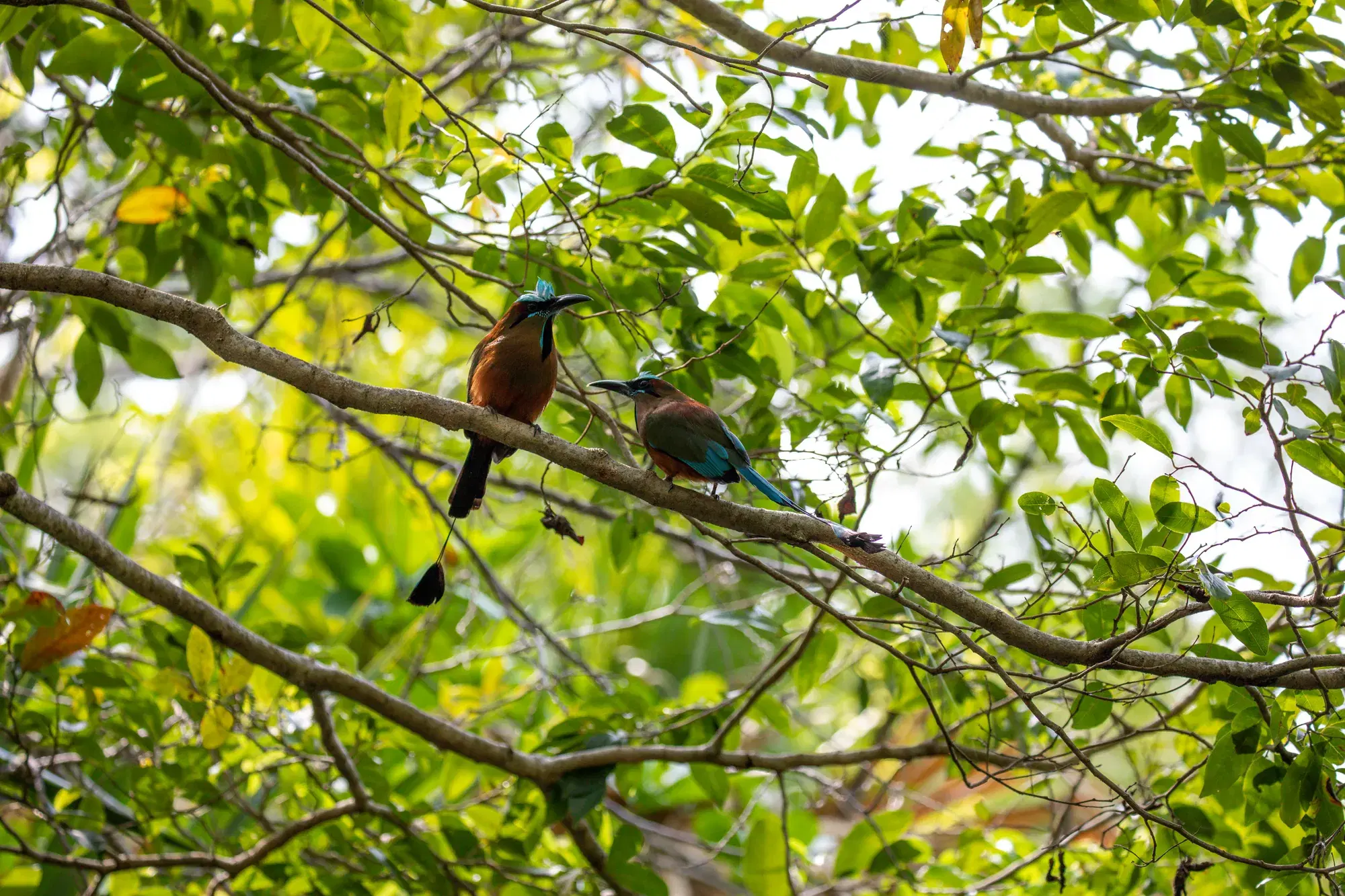 A pair of turquoise-browed motmots perched on a branch in the Yucatan
