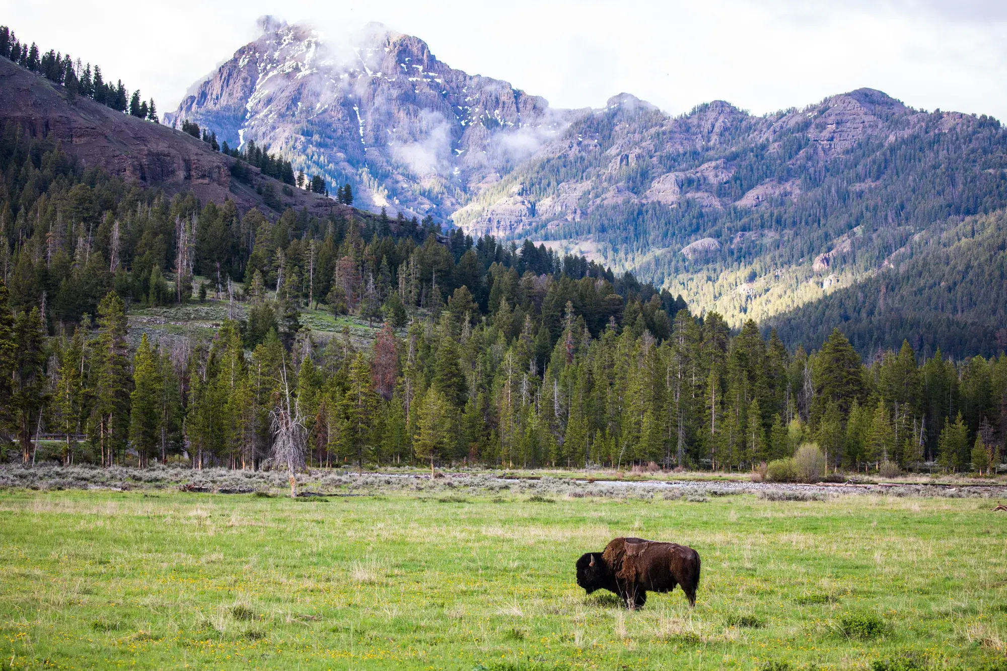 A bison grazing a green meadow below forested slopes