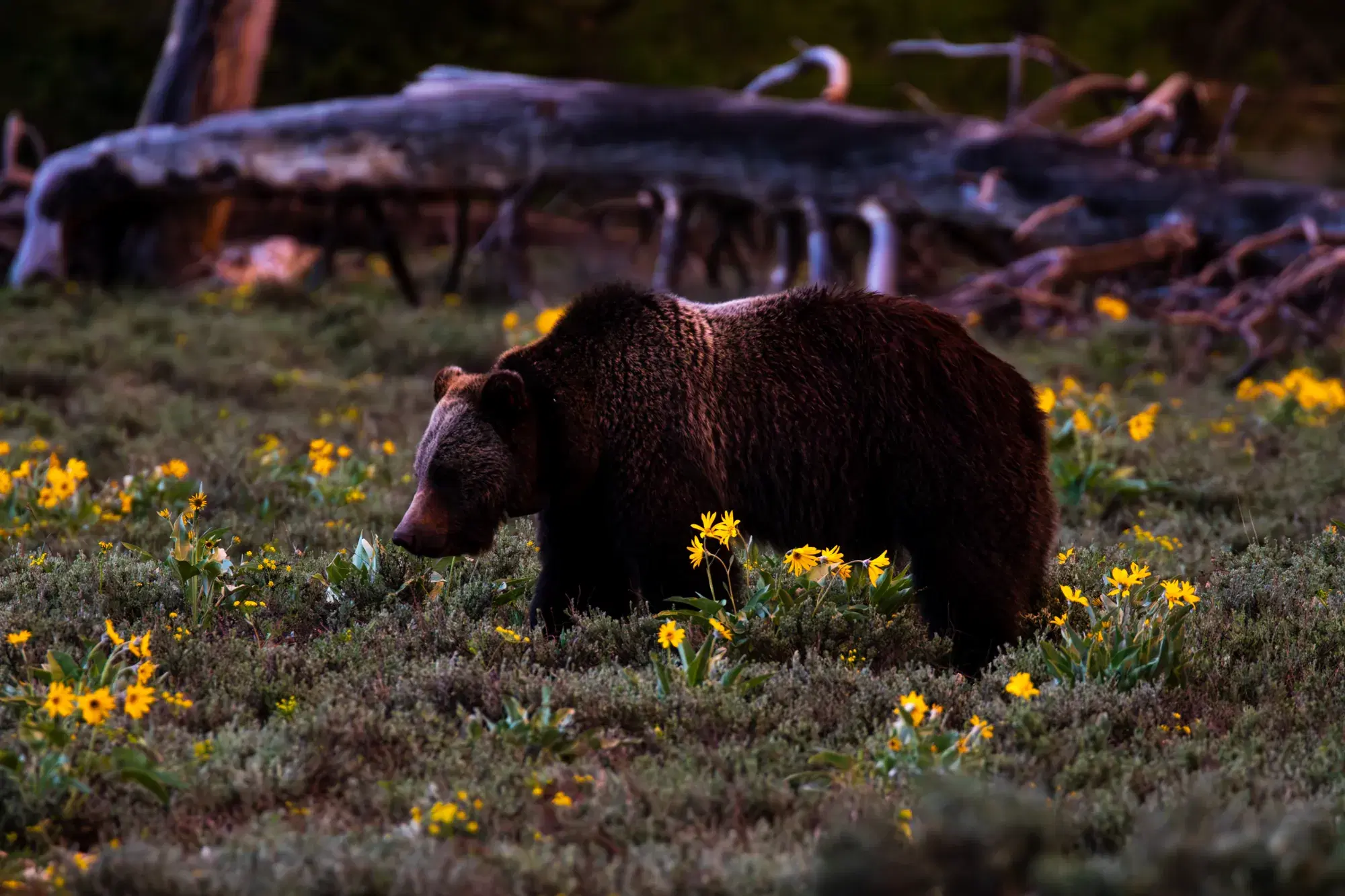 A grizzly bear grazing through spring balsamroot in Wyoming