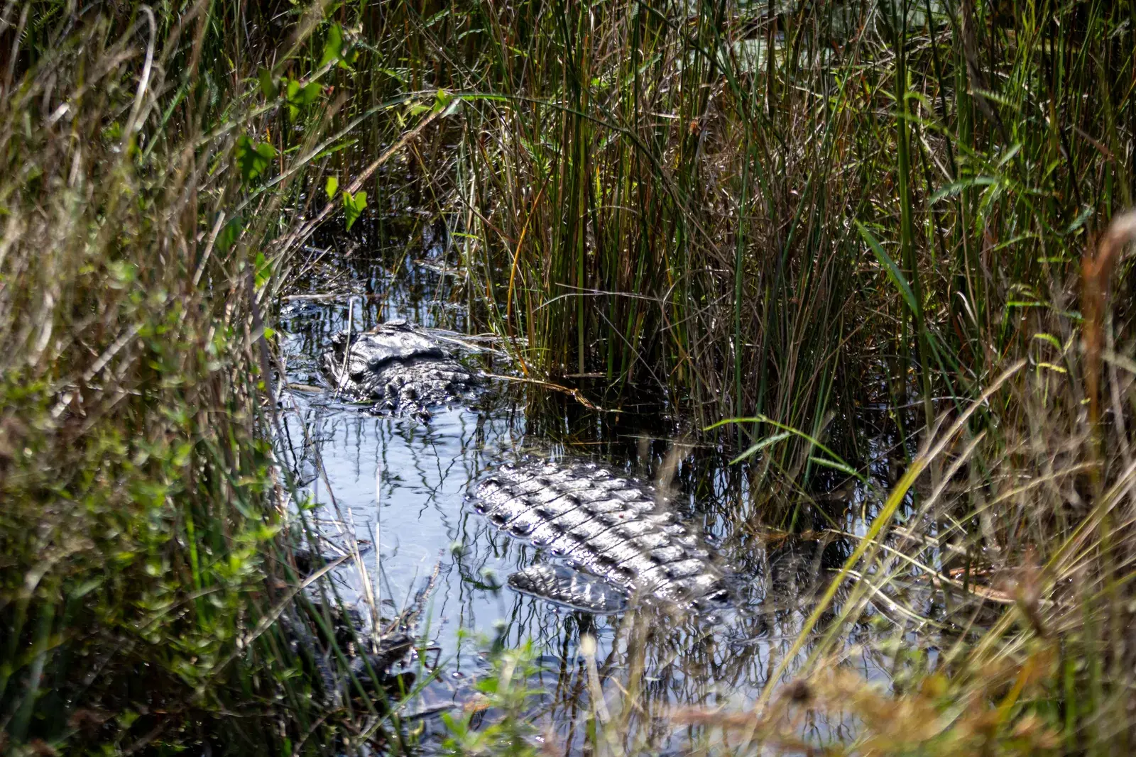 An American alligator half-submerged in Everglades sawgrass