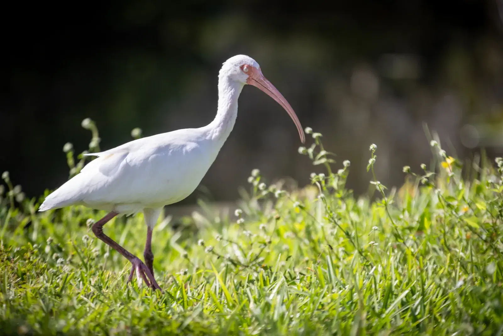 A white ibis wading through marsh grass