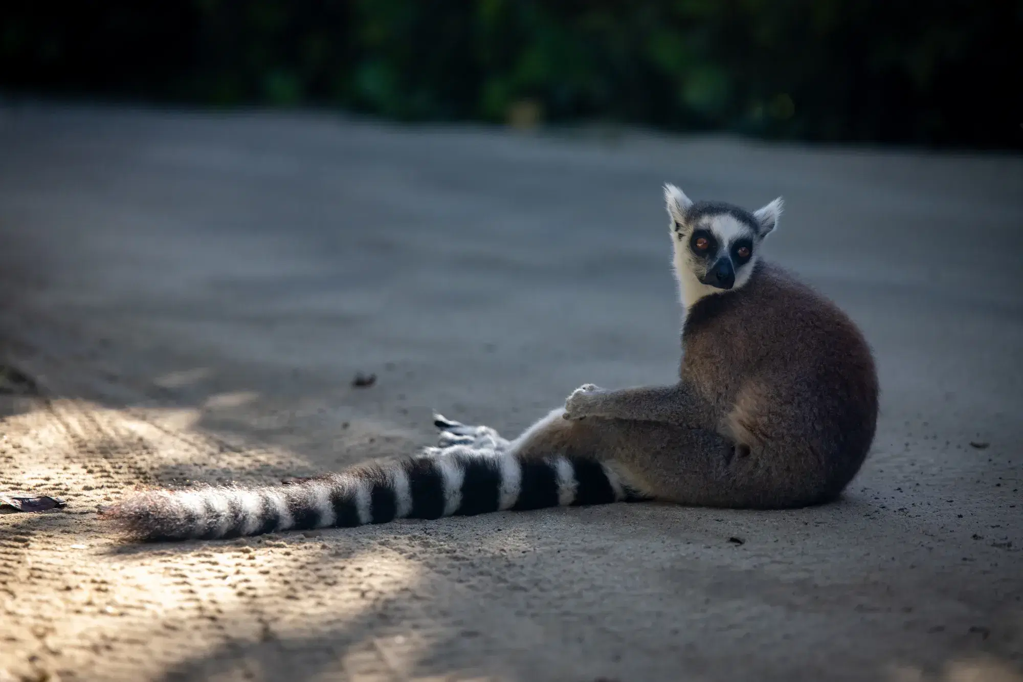 A ring-tailed lemur on a sunlit path on Necker Island, its long banded tail stretched out behind it