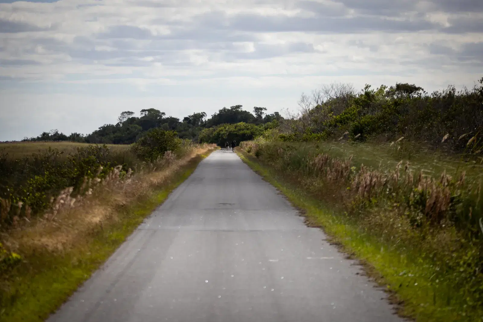 An empty road running into the Everglades under a wide sky