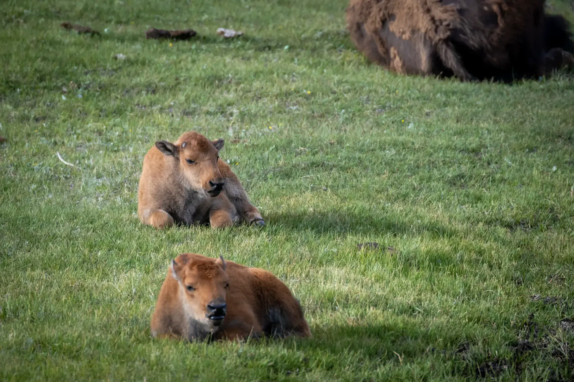 Two cinnamon-colored bison calves resting in green grass