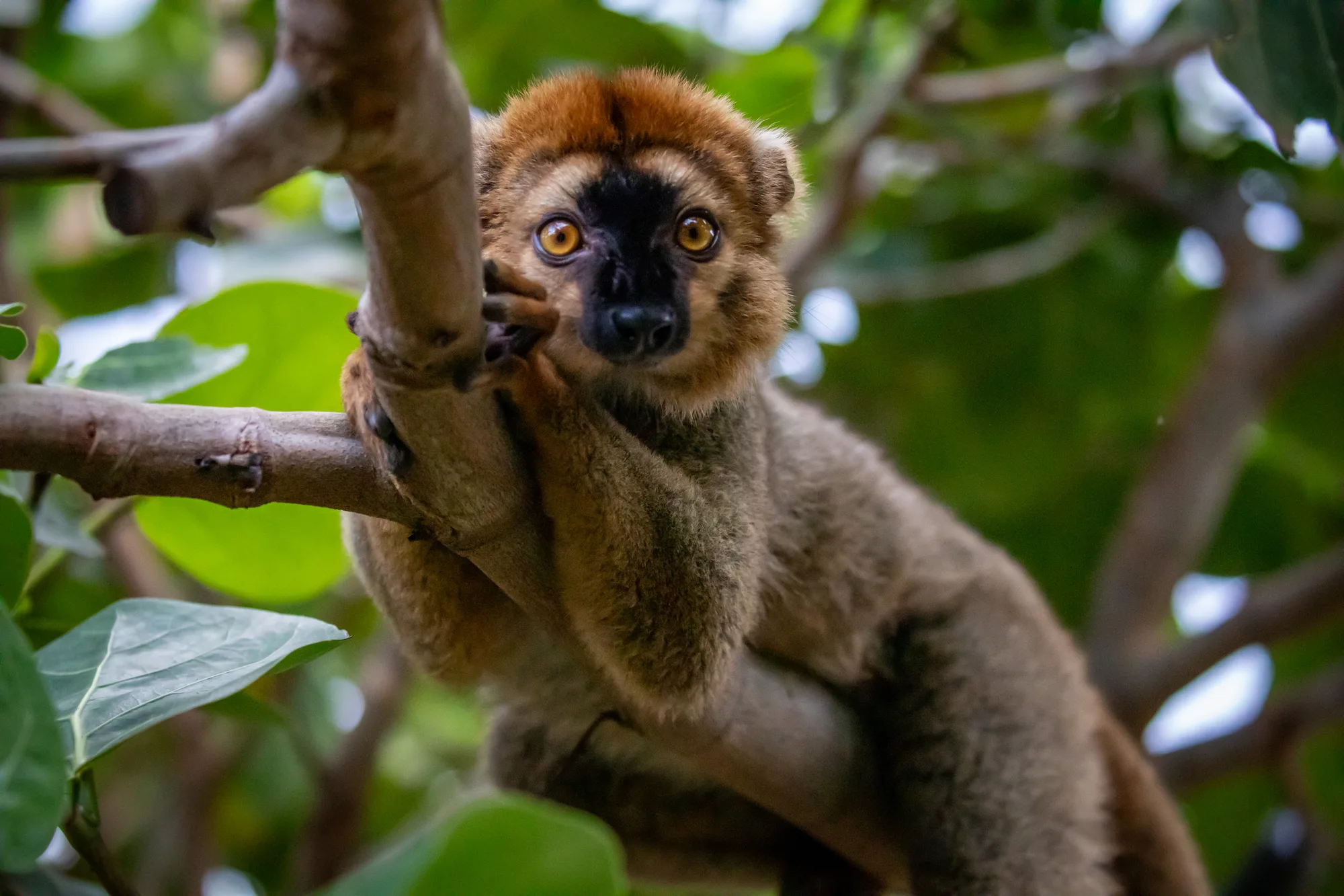 A red-fronted brown lemur clings to a branch, looking toward the camera