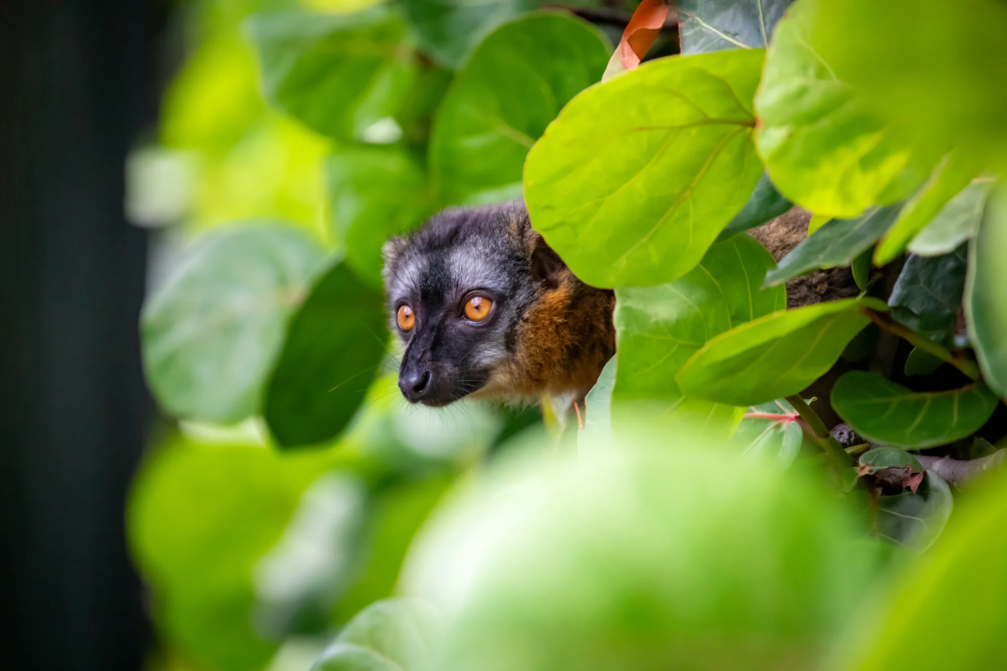 A red-fronted brown lemur with bright orange eyes peers out from behind green sea-grape leaves
