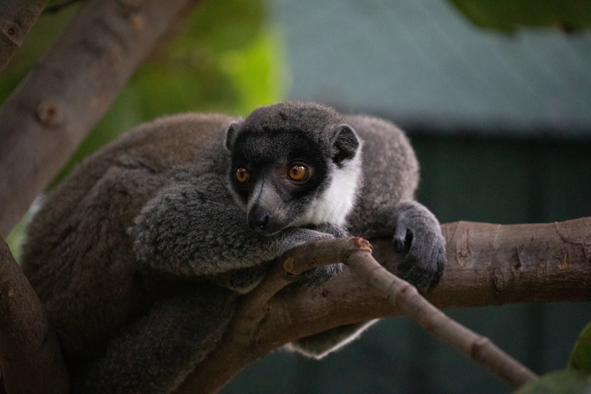 A brown lemur perched on a branch in the island greenery