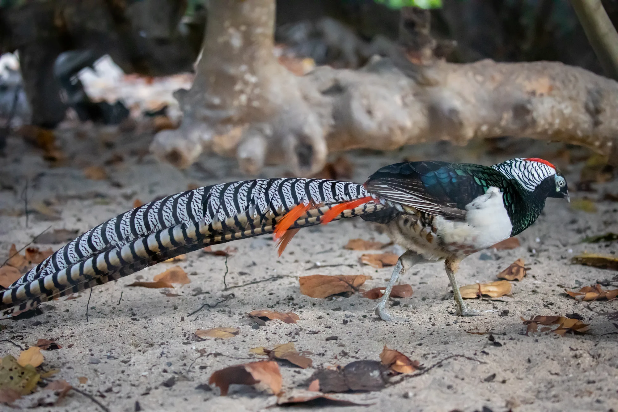 An ornamental pheasant with a long barred tail forages on the ground