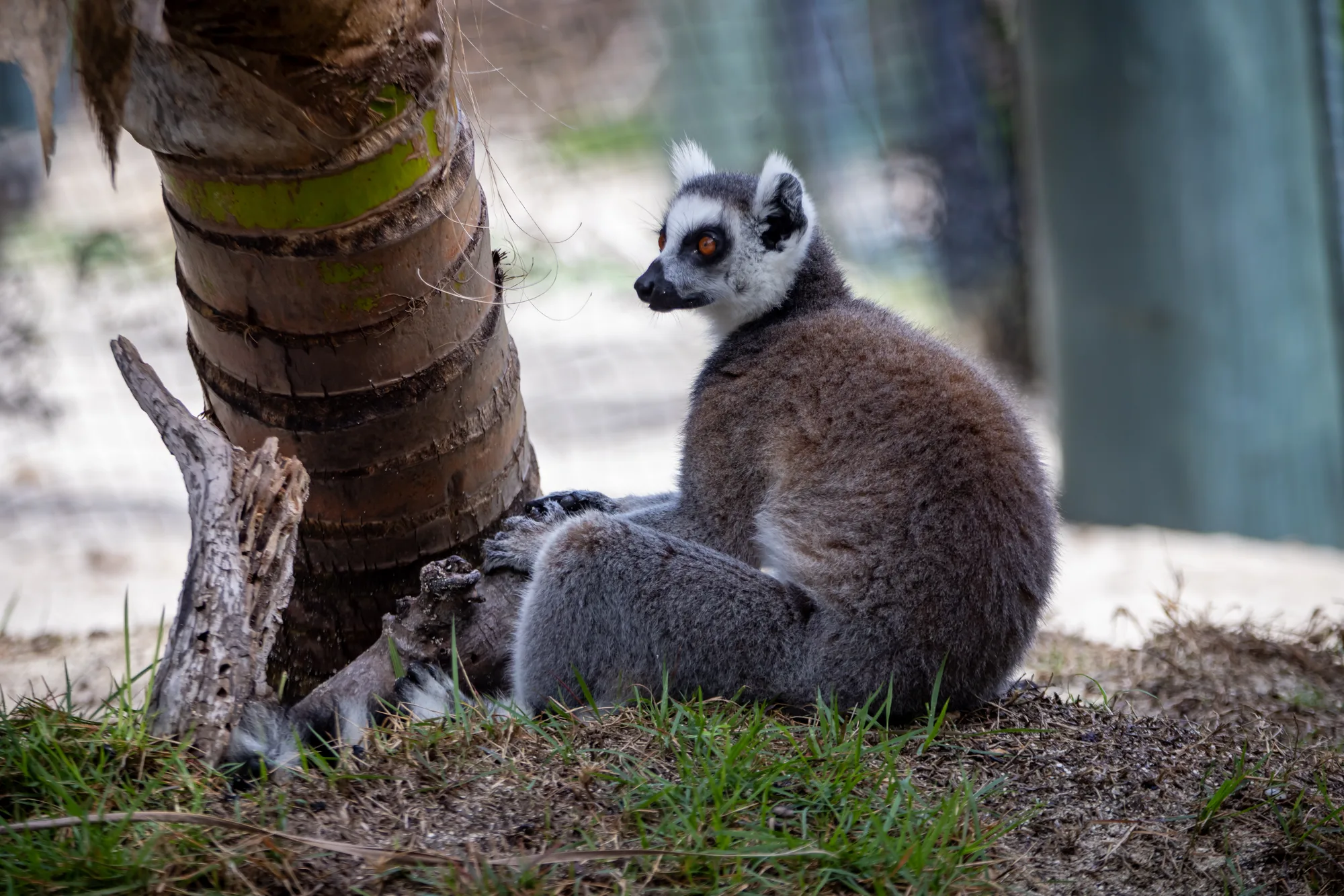 A small troop of ring-tailed lemurs huddles together at the base of a palm