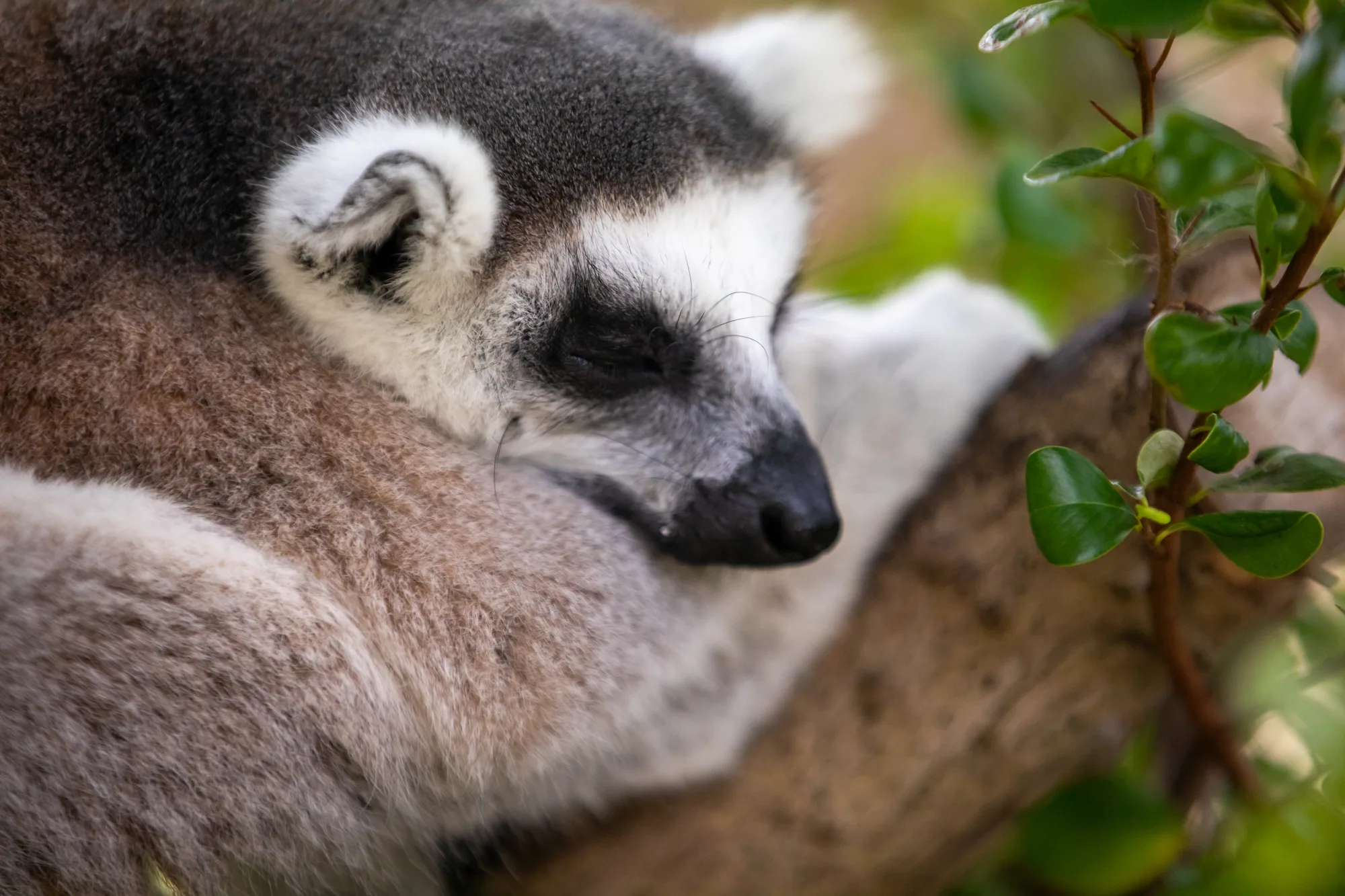 A ring-tailed lemur rests curled among green leaves