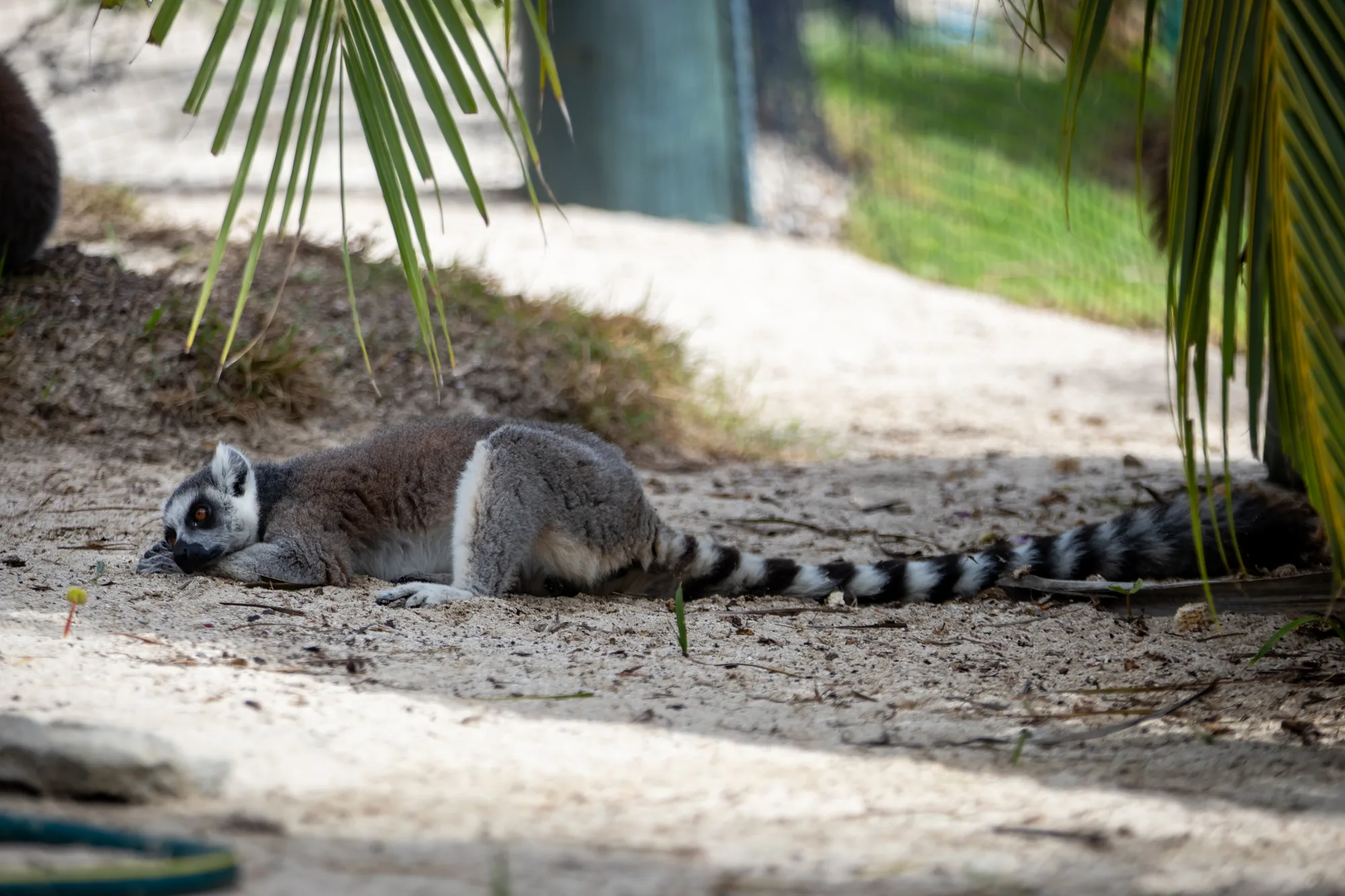 A ring-tailed lemur lies in the shade on sand beneath a palm frond
