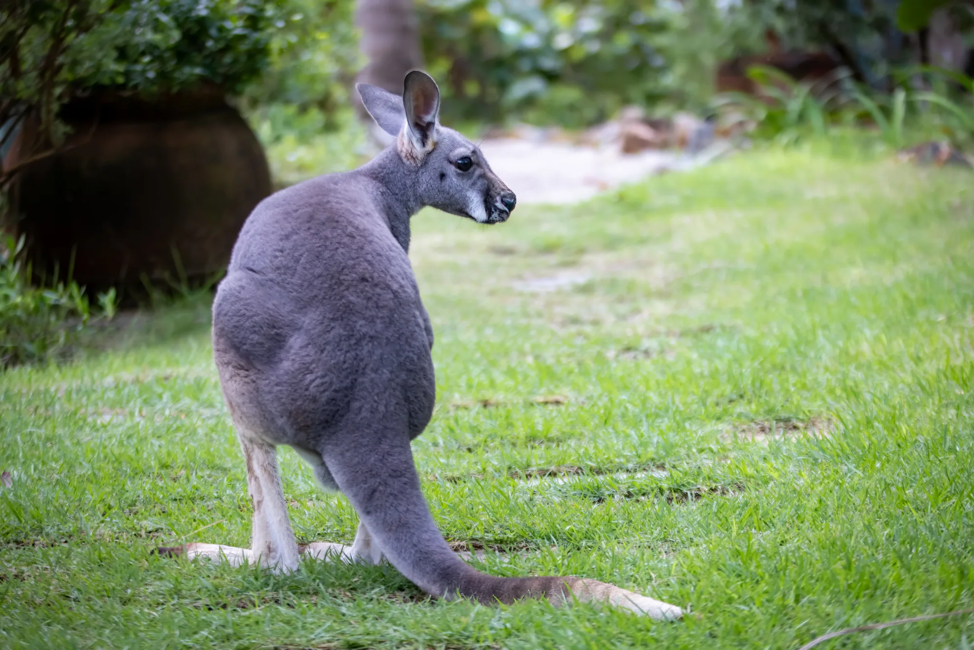 A red-necked wallaby stands on a mown lawn on Necker Island