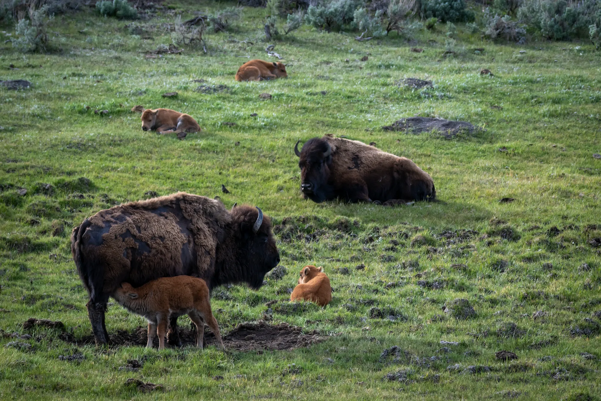 A herd of bison with young calves resting and grazing in a green meadow