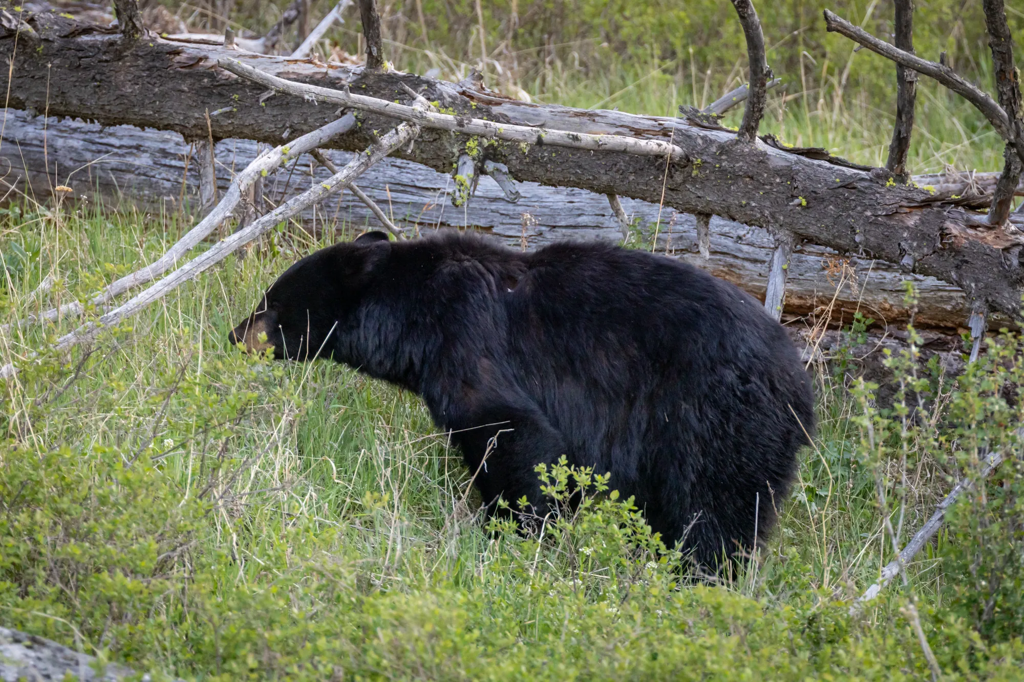 A black bear moving through fallen timber and spring undergrowth