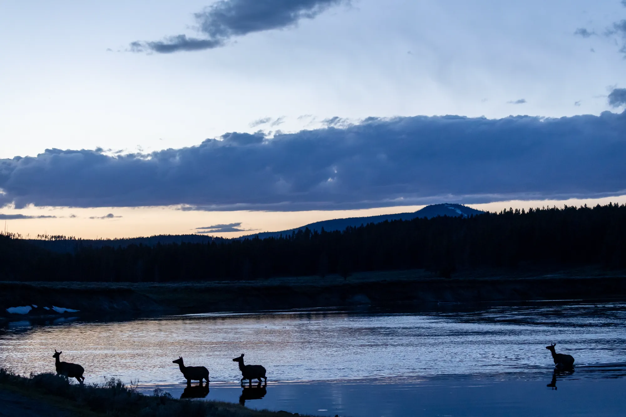 Elk wading across a river in silhouette at dusk under a darkening sky