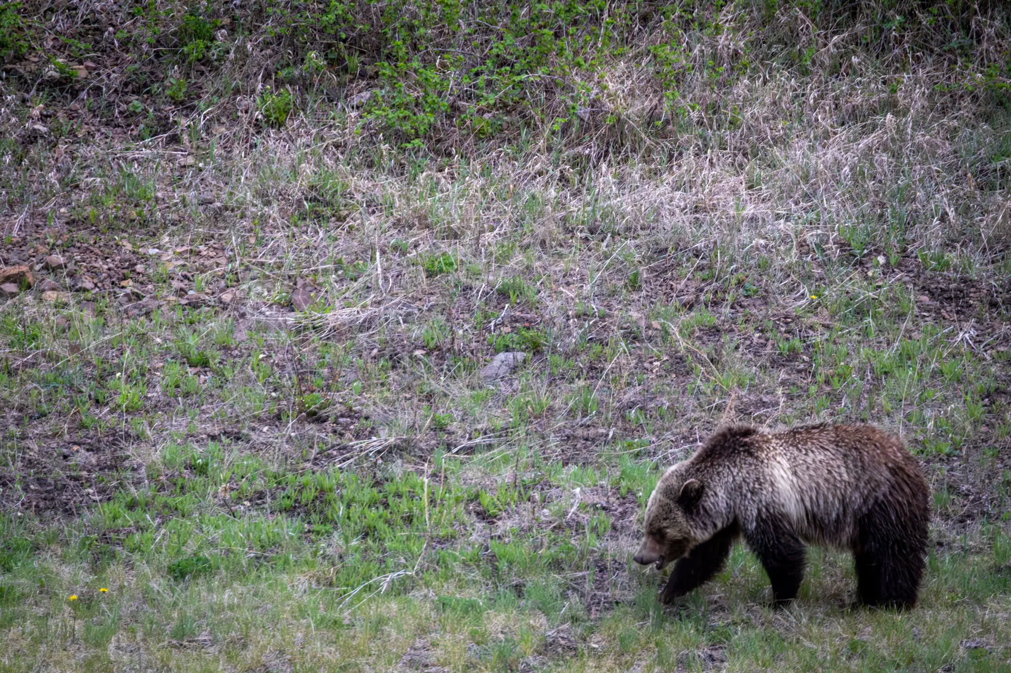 A grizzly bear grazing across a brushy hillside