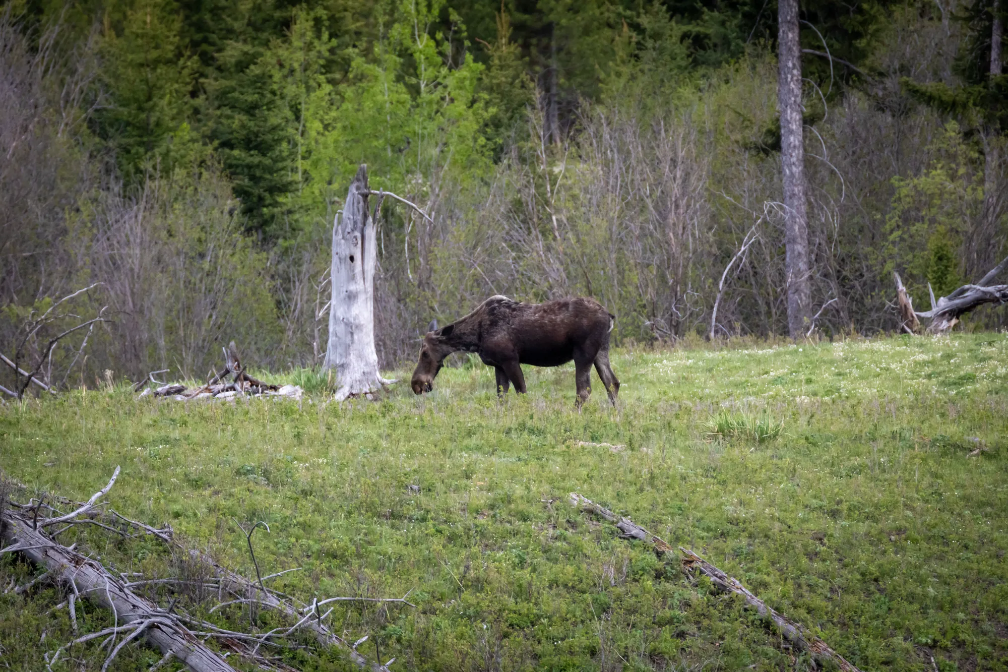 A moose grazing in a meadow beside a weathered standing snag
