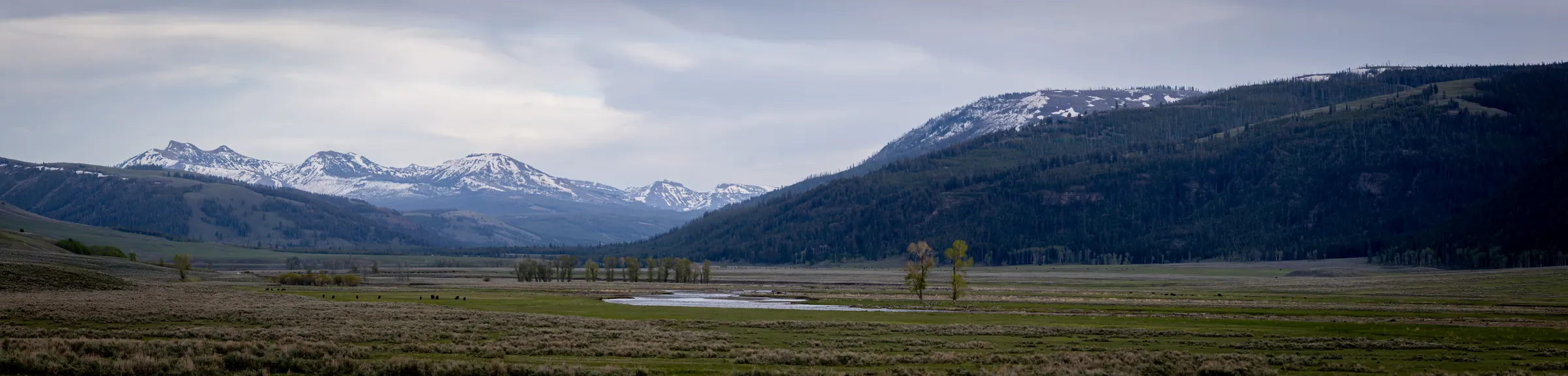 A wide panorama of Yellowstone's northern range: a broad green valley and winding river beneath snow-capped peaks